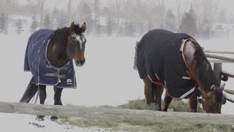 Horses-Eating-Hay-in-Snow-Storm