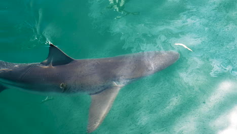Close-up-view-of-bronze-whaler-shark-cruising-just-under-ocean-surface