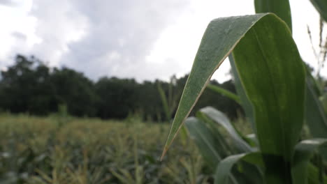 Water-dripping-off-corn-stalk-leaf