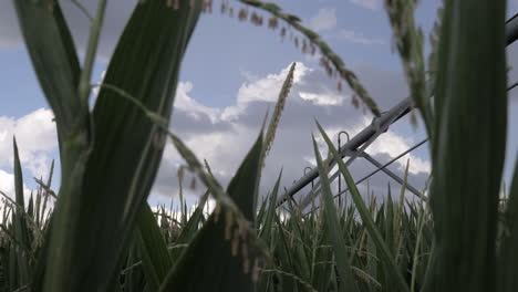 Slider-shot-of-pivot-irrigation-system-in-a-field-of-corn