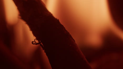 Abstract-macro-shot-of-a-fire-in-the-forest