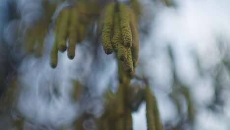 Blick-Hinauf-In-Einen-Blühenden-Haselnussbaum-Im-Zeitigen-Frühjahr