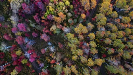 Luftaufnahmen-Von-Bunten-Herbstbäumen-Im-Utah-Alpine-Loop