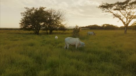 Herd-Of-Cattle-Grazing-In-A-Pasture-During-Sunset---drone-shot