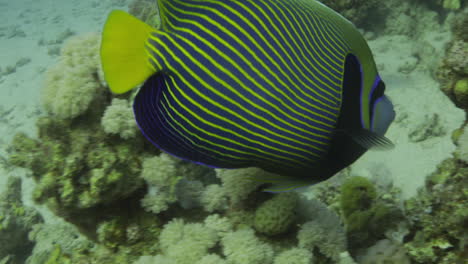 Kaisersengelfisch-Im-Korallenriff-Des-Roten-Meeres-Von-Ägypten-4k