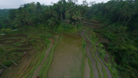 Schnelle-Fpv-rotierende-Aufnahme-über-Den-Terrassierten-Reisfeldern-Von-Tegallalang-Auf-Bali