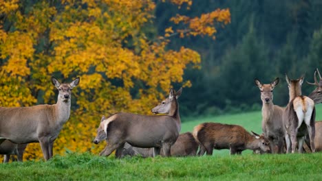 Eine-Gruppe-Wilder-Hirsche-Blickt-Im-Herbst-In-Die-Kamera,-Standbild-Von-Tieren-Während-Der-Herbstsaison