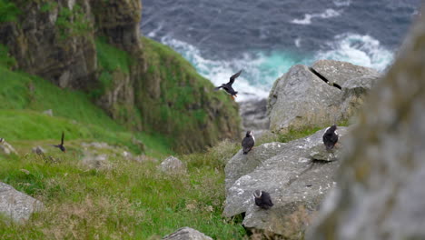 Puffins-Nesting-on-the-Island-of-Runde,-Norway-as-One-Takes-Flight-in-Slow-Motion