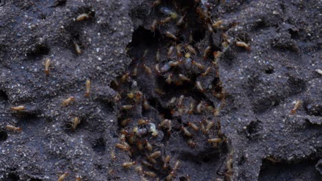 Termitenkolonie-In-Aktion,-Reparatur-Des-Nestes-Nach-Großen-Schäden