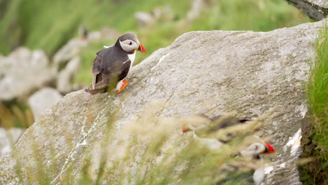 Three-Atlantic-Puffins-on-a-Cliff-in-Norway-on-a-Windy-Day,-Slow-Motion