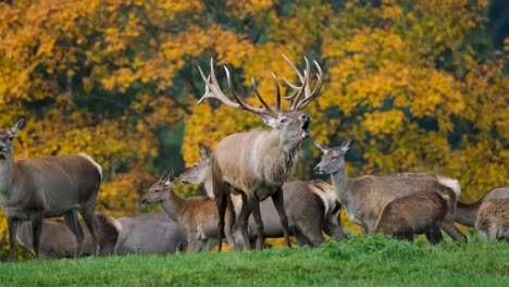 Deer-herd-is-located-at-grassy-ground-surface-during-clear-weather-day-and-with-autumn-trees-in-background