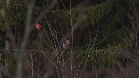 Eurasian-Bullfinch-Birds-Sitting-On-Leafless-Branches