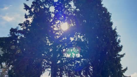 Sunlight-flare-between-trees-with-blue-sky-in-the-background