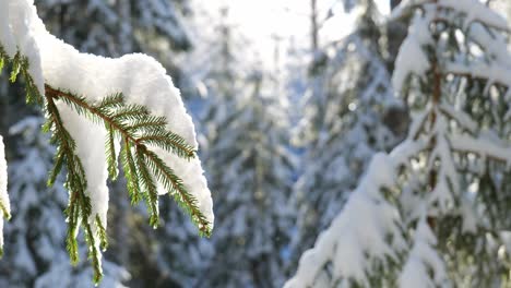 Winter-forest-scenery-with-close-up-shot-of-snowy-spruce-branch