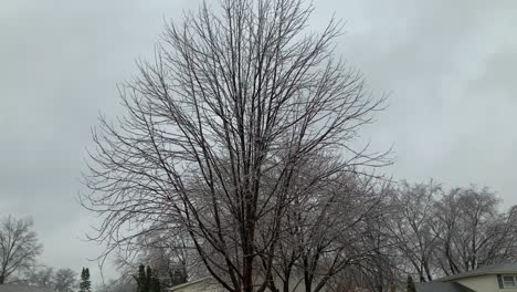 Tree-with-icy-branches-during-a-storm