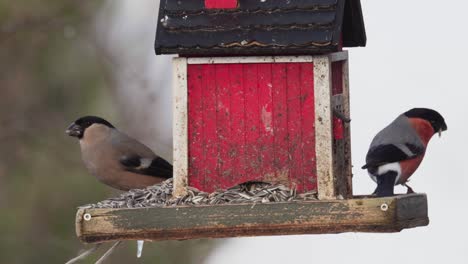 Eurasische-Dompfaffvögel,-Die-Auf-Einem-Kleinen-Holzhaus-Samenfutterhäuschen-Sitzen