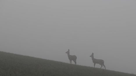Two-female-deer-standing-in-the-mist,-eating-grass-and-carefully-observing-natural-environment-area