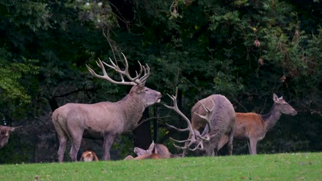 A-herd-of-deer-with-two-alpha-males-with-their-huge-antlers-and-their-females,-deer-family-in-the-forest