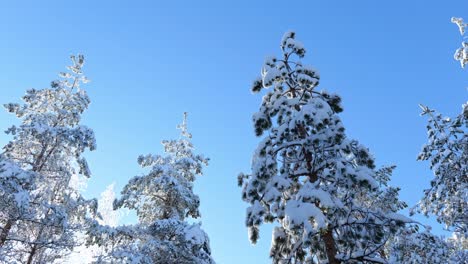Snowy-pine-trees-with-clear-blue-sky-on-background
