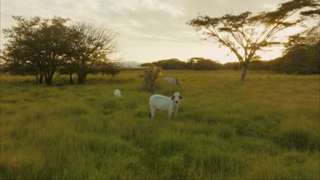 Group-Of-Oxen-Standing-And-Grazing-In-The-Green-Meadow-At-Sunset---drone-shot