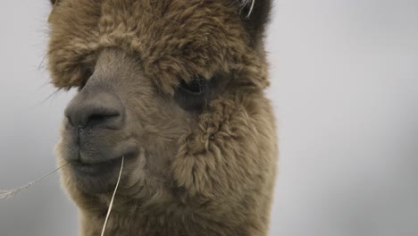 Alpaca-Animal-Profile-Domesticated-Close-Up-Isolated-Slow-Motion