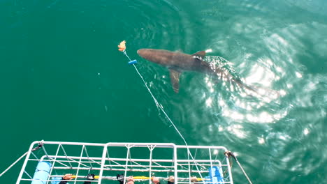 Tourists-shark-cage-diving---copper-shark-lured-close-to-cage-with-bait