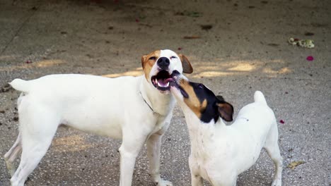 Zwei-Süße-Weiße-Bodeguero-Hunde-Küssen-Sich-Auf-Der-Straße-Mit-Der-Zunge