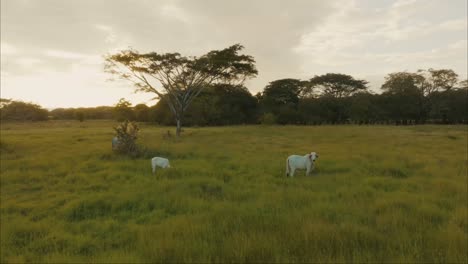 Oxen-In-A-Field,-Grazing-Green-Grass-In-Sunset---drone-shot