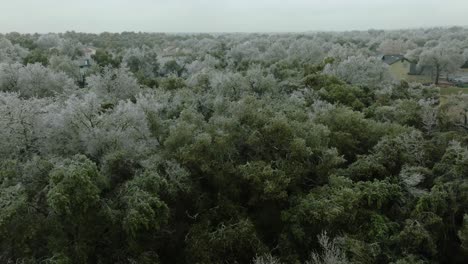 Frozen-icy-trees-in-Austin-Texas-suburban-neighborhood-greenbelt-area-during-cold-winter-freeze,-aerial-drone-push-in-and-tilt-down-close-up