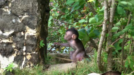 Ein-Makakenbaby-Wird-Von-Einem-Größeren-Affen-Angegriffen-Und-Dann-Von-Seiner-Mutter-Gerettet