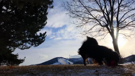 Silhouette-Eines-Hundes,-Der-Mit-Einem-Gummifrisbee-Im-Schnee-Spielt