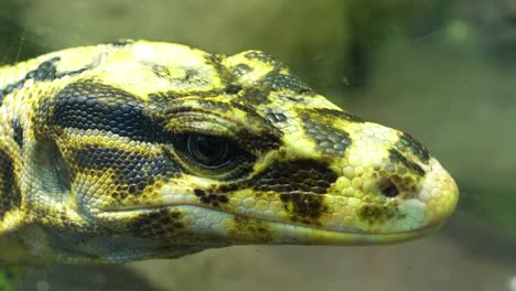 Yellow-Headed-Water-Monitor-Lizard-close-up