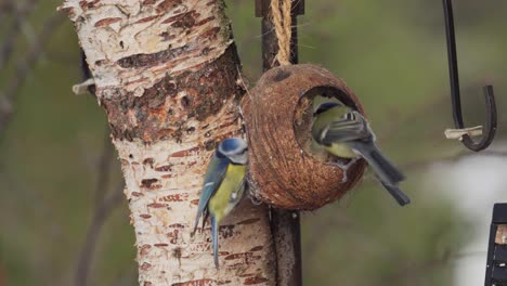 Eurasische-Blaumeisenvögel-Auf-Einem-Futterhäuschen-Aus-Kokosnussschalen-Im-Naturhintergrund