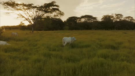 White-Oxen-Grazing-In-Green-Pasture-At-Sunset---drone-shot