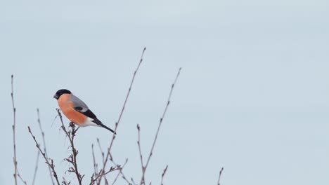 Eurasian-Bullfinch-Perching-On-Slender-Tree-Branch-In-Daytime