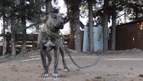 Concept-of-animal-abuse,-a-mixed-breed-dog-tied-with-a-chain-and-a-collar-in-a-place-with-poor-conditions
