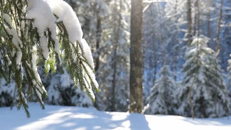 Winter-forest-scenery-in-Finland