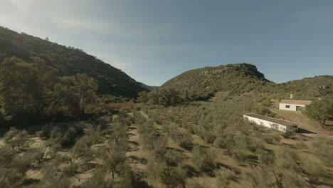 Baumwipfelflug-über-Trockene-Olivenhaine-In-Richtung-Tal-In-Spanien