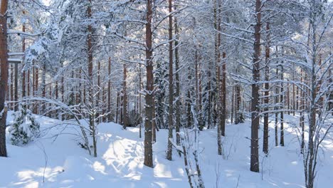 Beautiful-winter-forest-scenery-with-everything-covered-in-snow