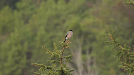 Pájaro-Bullfinch-Común-Descansando-En-La-Copa-De-Un-árbol-De-Coníferas
