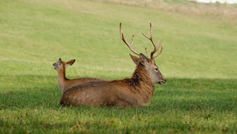 Male-and-female-deer,-laying-and-resting-at-grassy-ground-surface-during-sunshine-day
