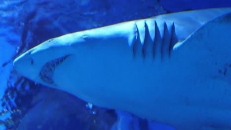 Tiburón-Tigre-De-Arena-Nadando-Pacíficamente-Con-Un-Pez-De-Arrecife-Amarillo-Limpiándolo-De-Parásitos