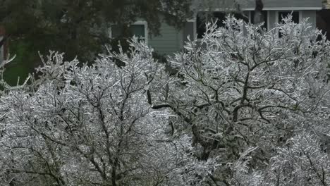 Frozen-icy-trees-in-Austin-Texas-suburban-neighborhood-during-cold-winter-freeze,-aerial-drone-orbit-panning-right-with-telephoto-lens-and-homes-in-background