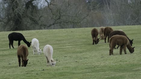 Alpakas-Herde-Tierhaltung-Domestiziert-Feldfarben