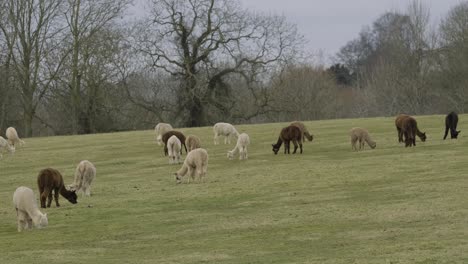 Alpakas-Herde-Feld-Domestiziert-Nutztier-Winter-Grasfarben