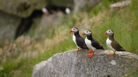 Three-Puffins-Perched-on-a-Rock-on-a-Windy-Cliff-in-Norway,-Slow-Motion