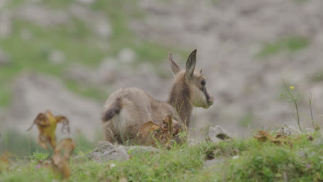 Close-up-of-Chamois-cub-high-up-in-the-mountains