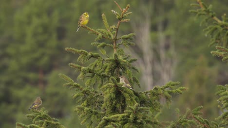 European-Birds-On-Conifer-Tree-Foliage-In-Bokeh-Background