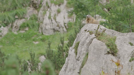 Big-Marmot-sitting-on-a-rock-and-watching-the-surroundings