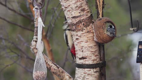 Pájaro-Carpintero-Rojo-Con-Alimentador-Al-Aire-Libre-En-El-Fondo-De-La-Naturaleza